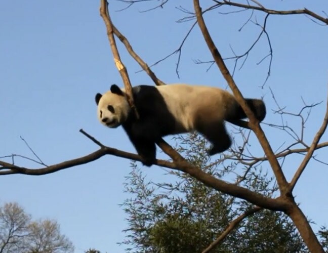 panda preview three download image