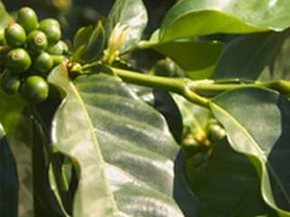 The cherries of the Coffea plant