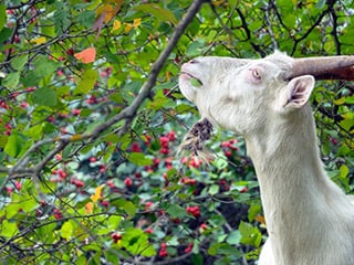 Coffee was discovered by goats