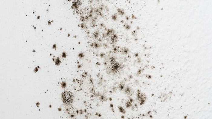 Allergens at home